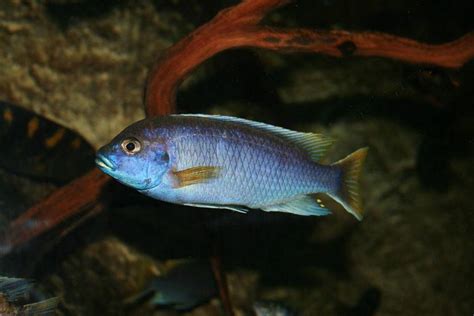 mbuns|How to Care for Mbuna Cichlids (with Pictures) .